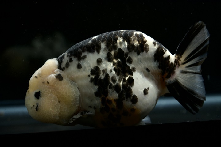 【花らん】水墨らんちゅう(中国産)メス　約１６センチ　上物個体！