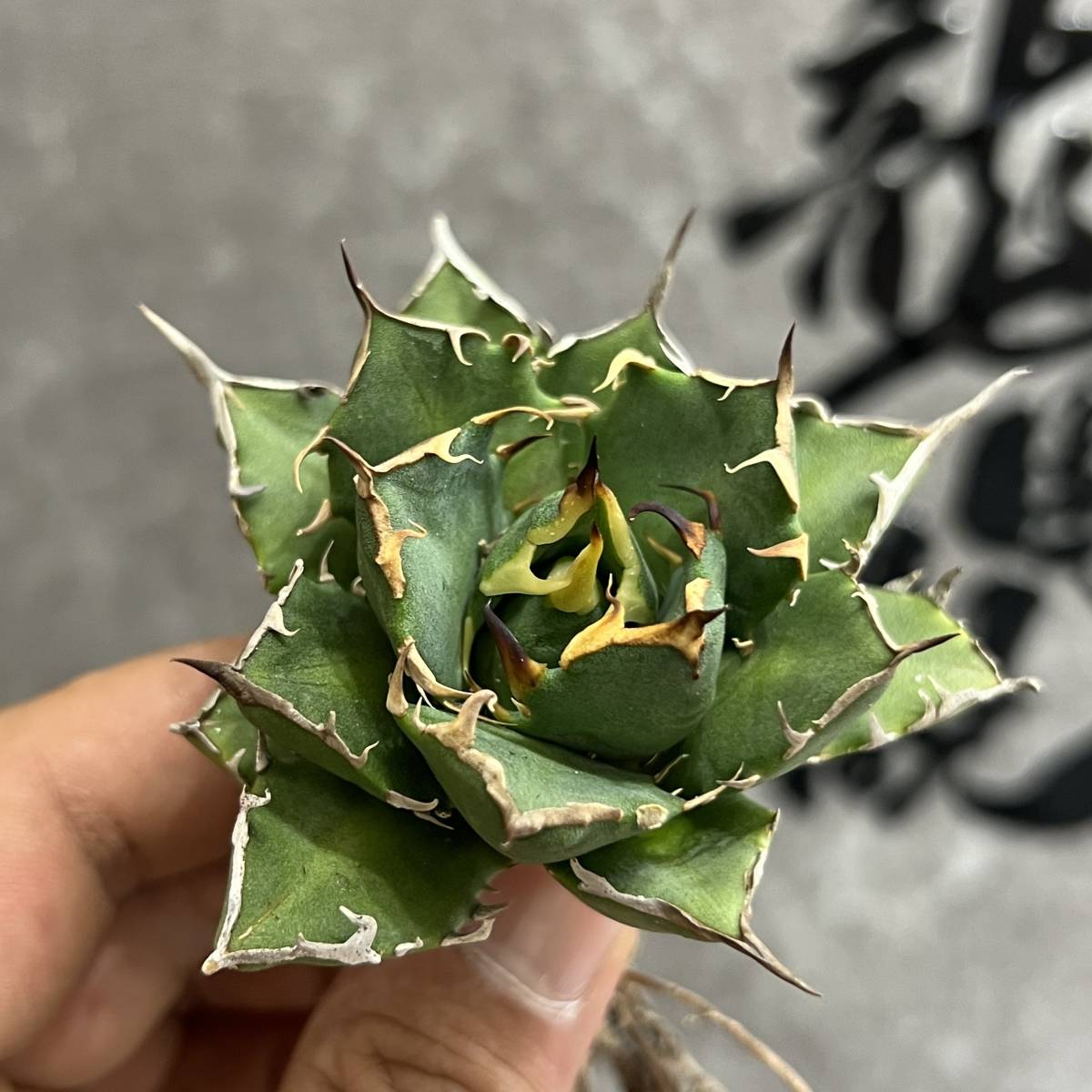 龍園觀】①No.610 特選 アガベ 多肉植物 チタノタ 鬼爪 雪峰 陽炎 強棘