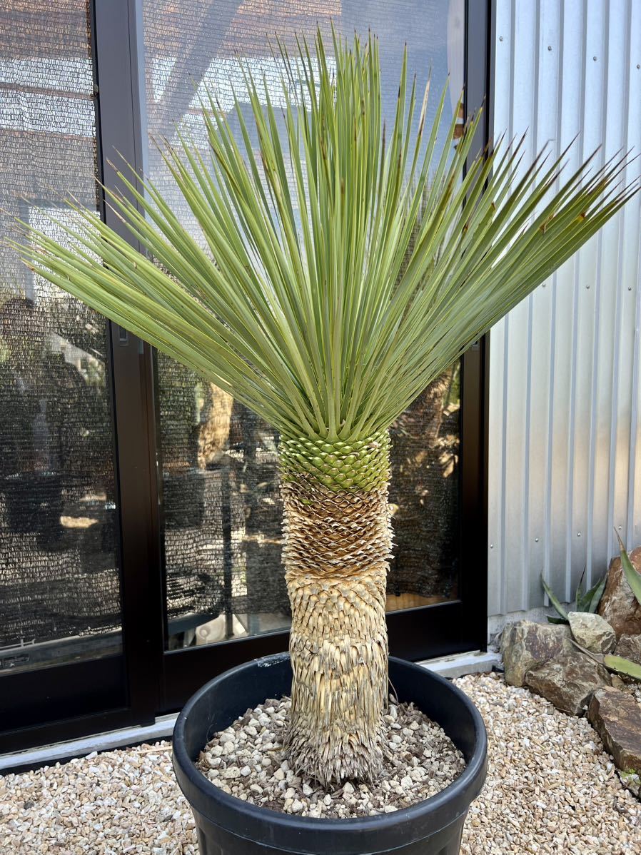 Yahoo!オークション - ユッカ ロストラータ Yucca rostrata ①太株