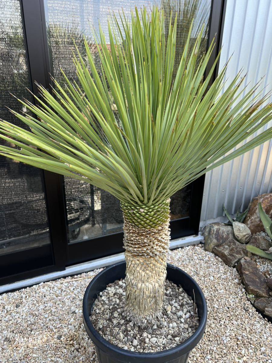 Yahoo!オークション - ユッカ ロストラータ Yucca rostrata ①太株