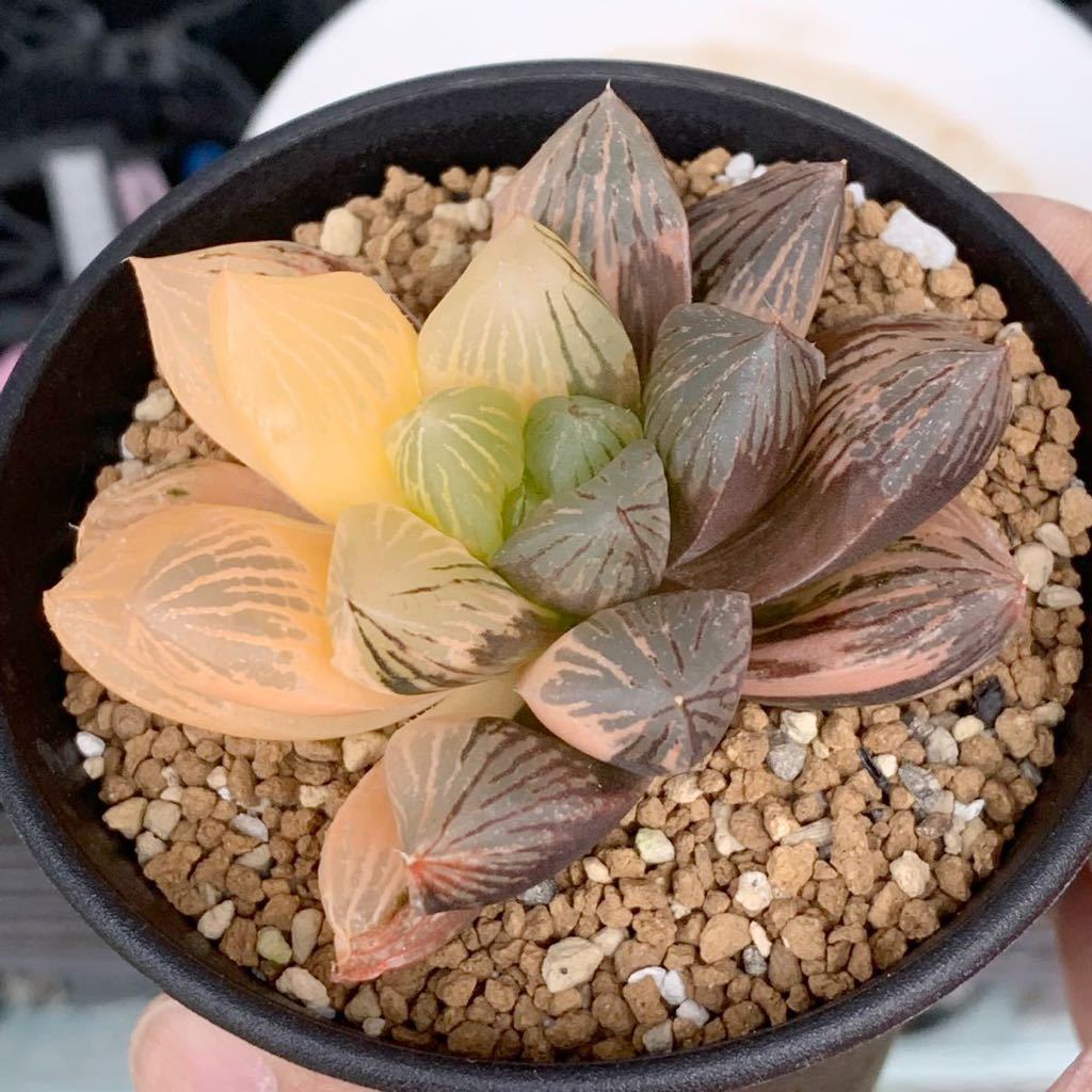 未使用 細川政己 植木鉢 山中勇人 y鉢 細川政己 kikko invisible ink