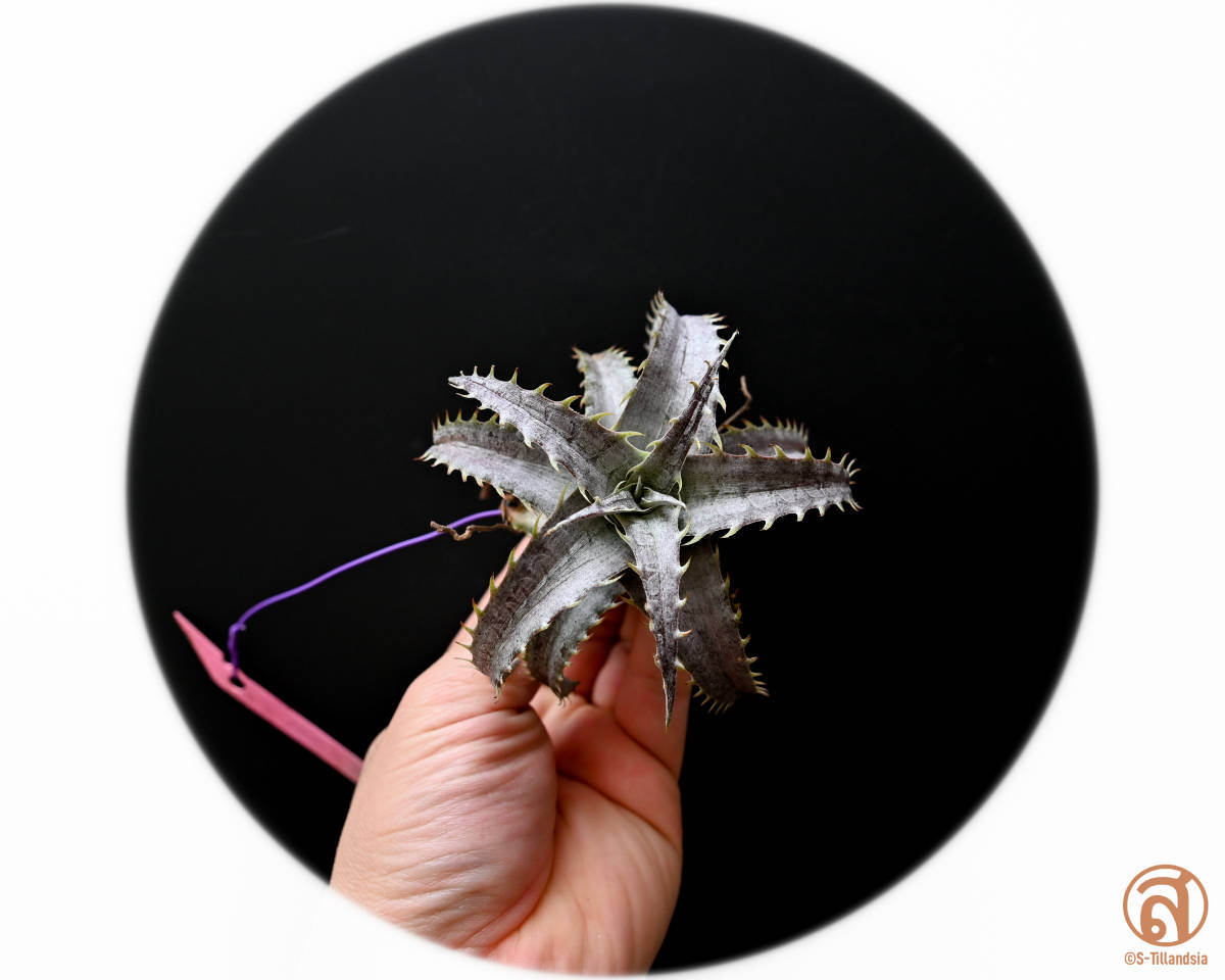 S-Dyckia -ディッキア-12-Marnier-lapostollei super wide leaf x