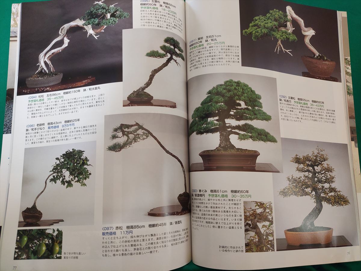 □ WABI 和・美 7冊セット 盆栽 水石 諸美術 銀座 森前 和・美 WABI