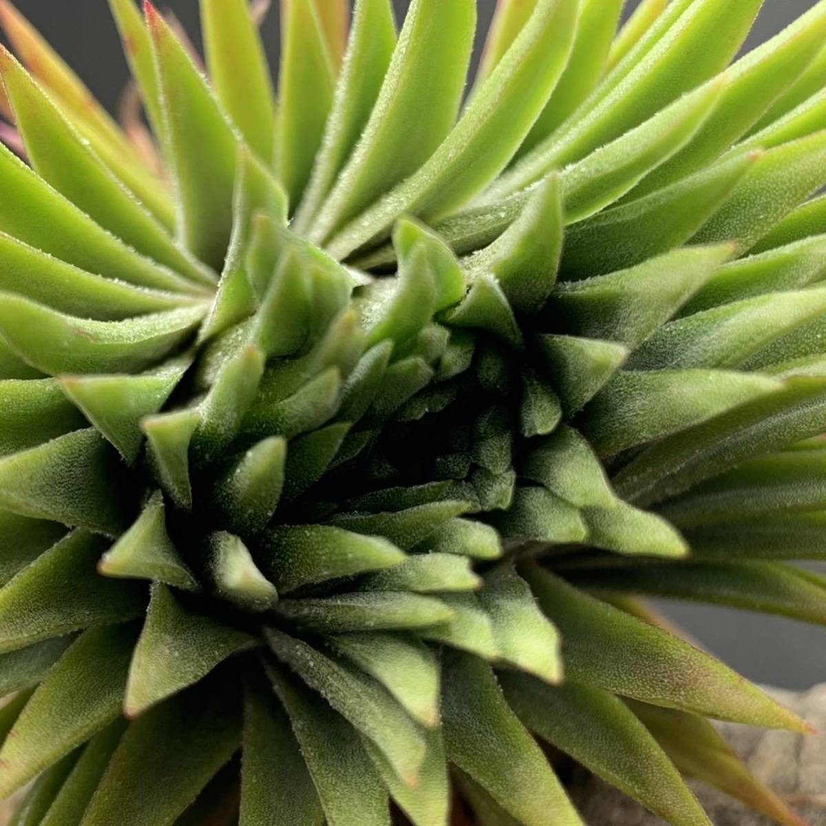 BCR Tillandsia 'Pachara Predator' チランジア パチャラプレデター