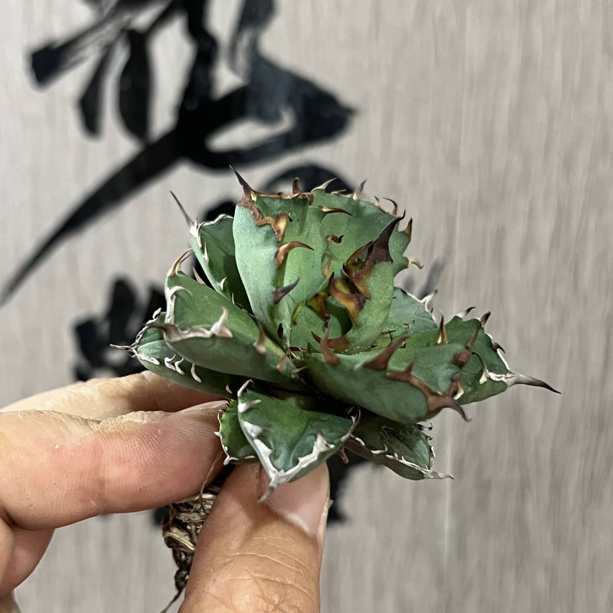 【龍園觀】No.214 特選 アガベ 多肉植物 チタノタ 姫厳竜 強棘 狂刺 短葉 厚葉 極上美株