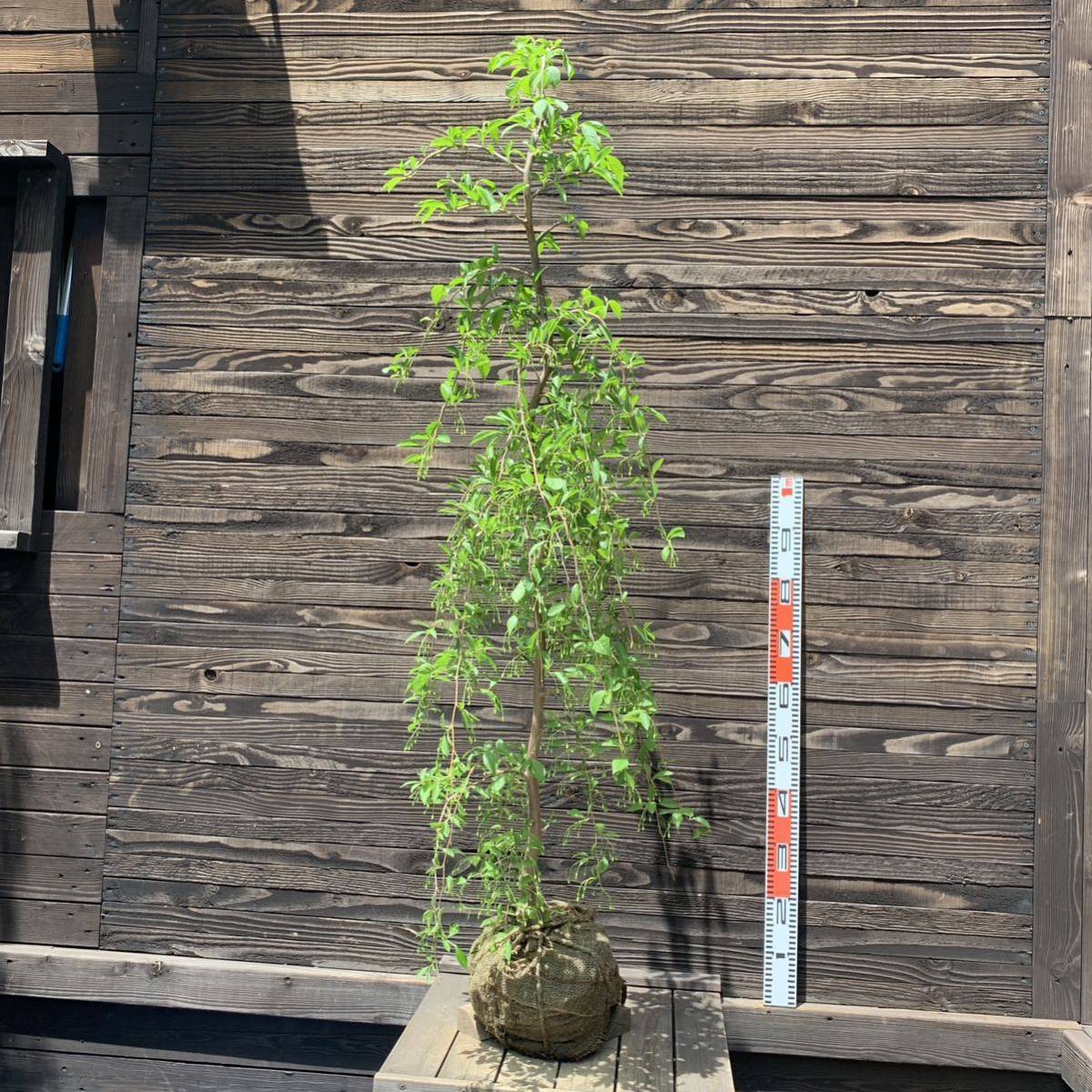 《良形株/花芽多数》シダレエゴノキ/ピンクチャイム/大株【現品】管理23161