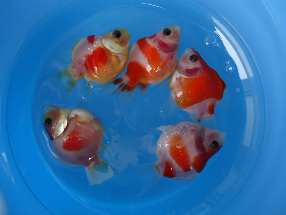 玉サバ5匹 2022年産 2 【養魚場はんのじょう】