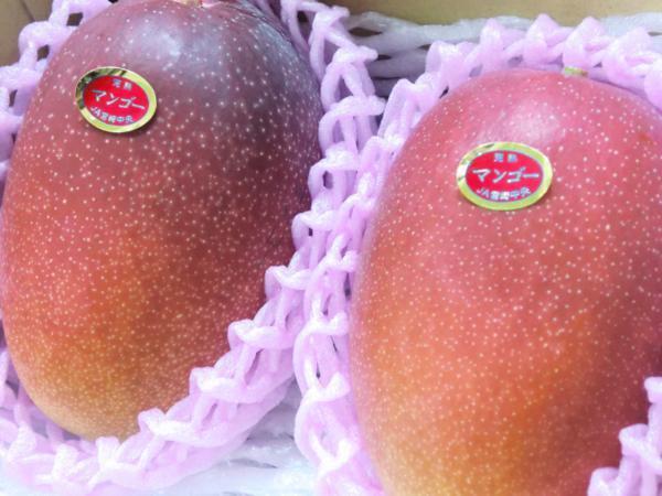 Goodすぐ発送！大玉厳選！！宮崎産『宮崎完熟マンゴー』 2玉1kg