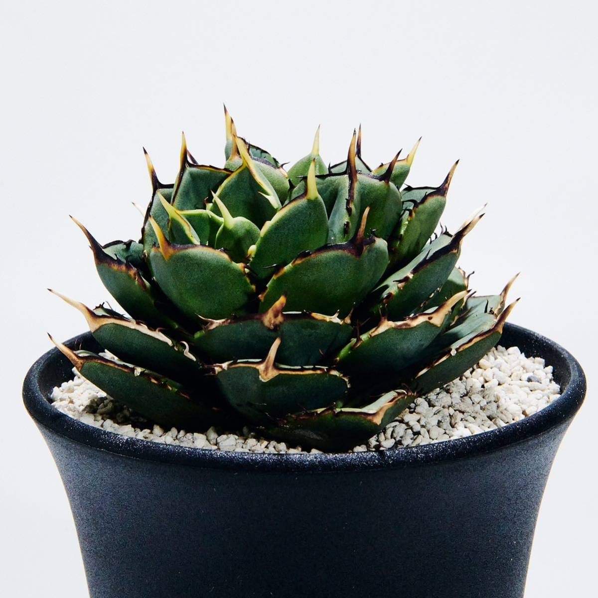 【極上】アガベ チタノタ 小島白刺 ダブルヘッド(検 オテロイ シーザー ハデス 赤猫 