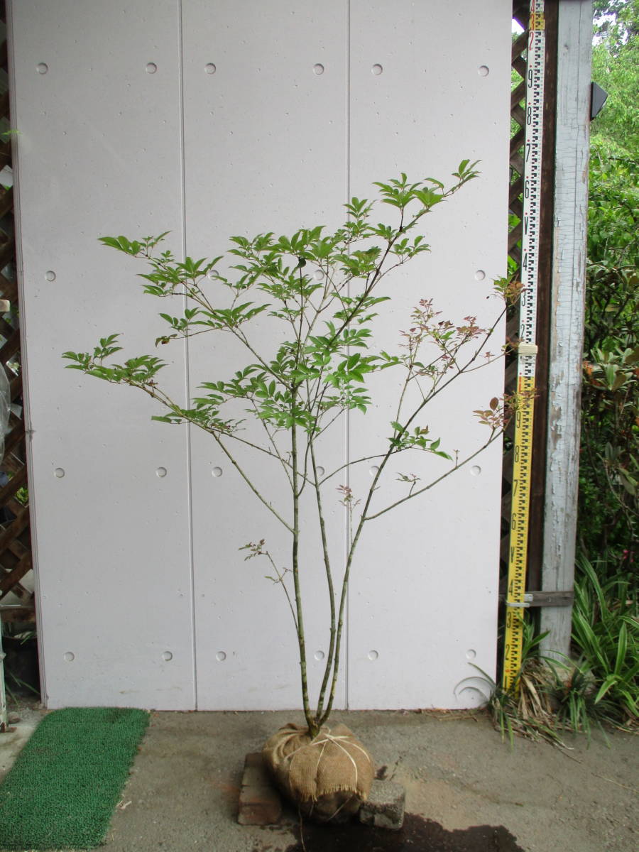 山採り アオダモ 株立ち 6本立ち 天然山採りアオダモ 701 山取 アオダモ