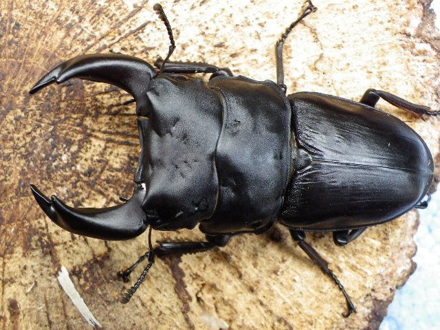 群馬県片品村産 ヒメオオクワガタ1PAオス1匹 | ME-CFS.NET