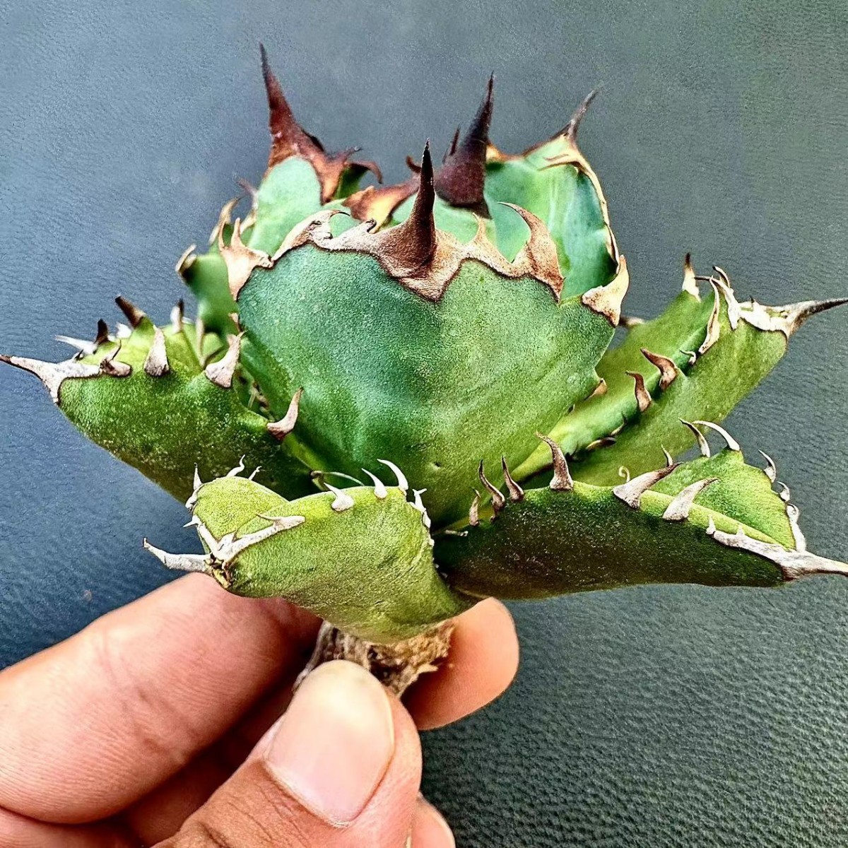 アガベ チタノタ カニ クラブ