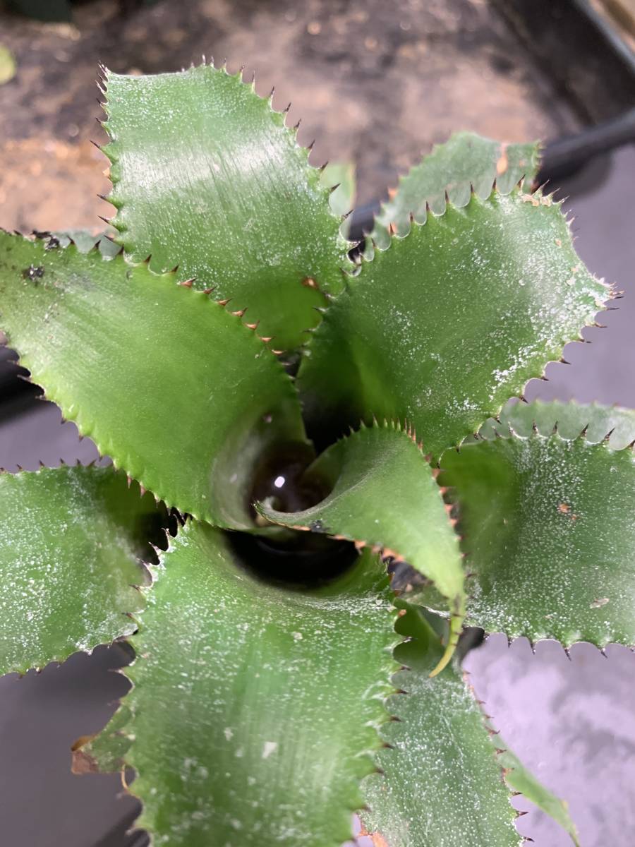 ネオレゲリア ☆ Neoregelia mooreana ★ タンクブロメリア