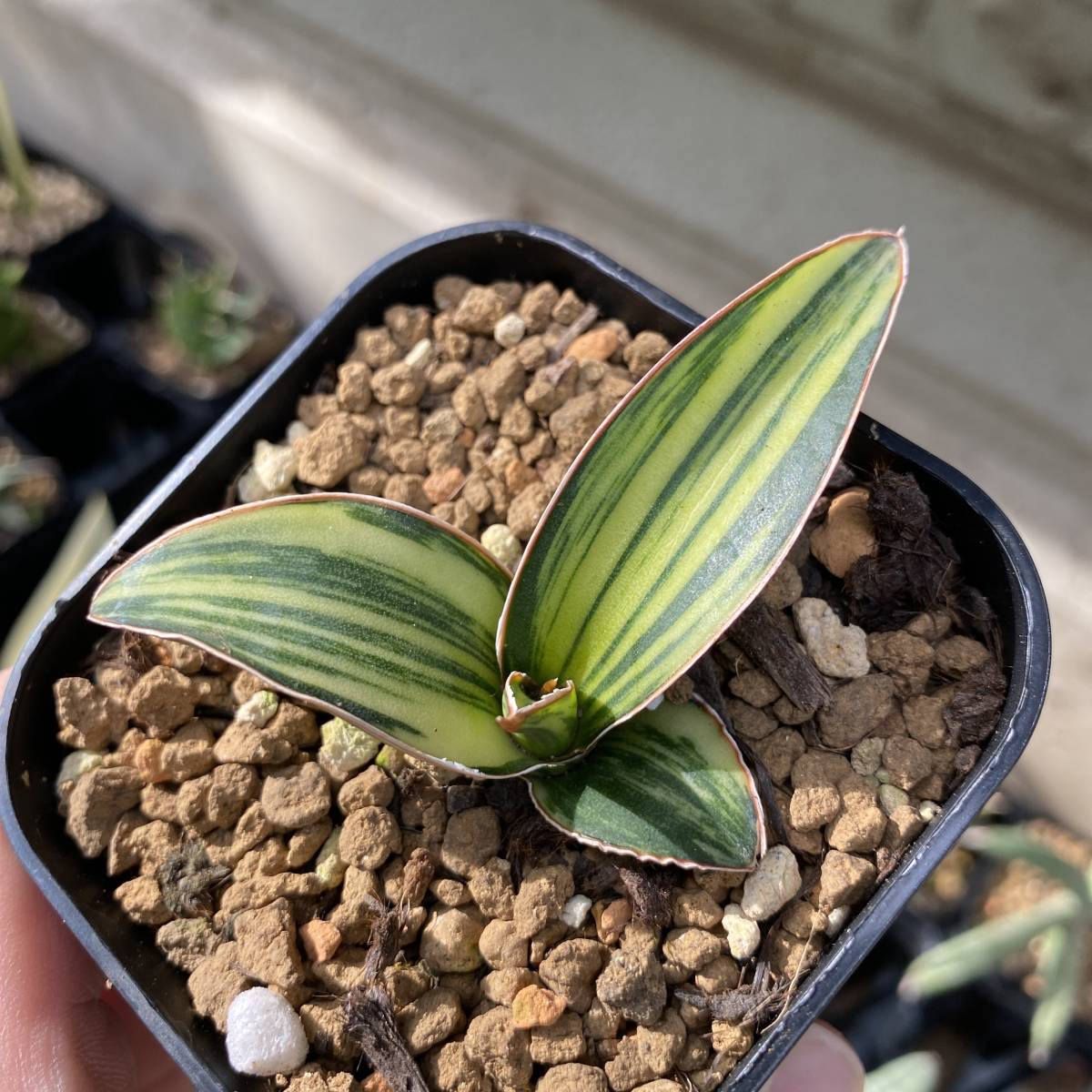 超希少種 サンスベリア ダークグリーンクローン 斑入り SANSEVIERIA