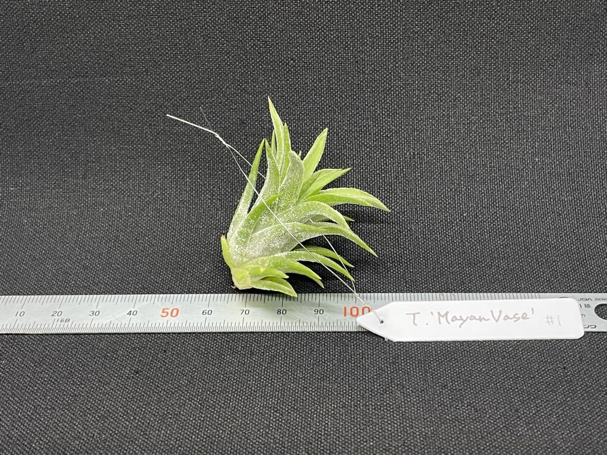 ティランジア マヤンベース Tillandsia 'Mayan Vase' ionantha