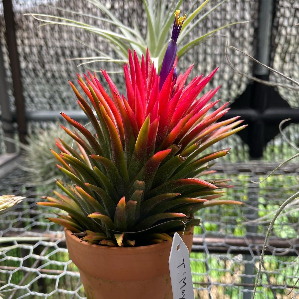 ティランジア マヤンベース Tillandsia 'Mayan Vase' ionantha