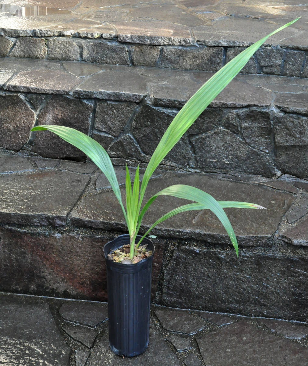 アフリカチリヤシ（Jubaeopsis caffra）Pondoland Palm（ポンドランド