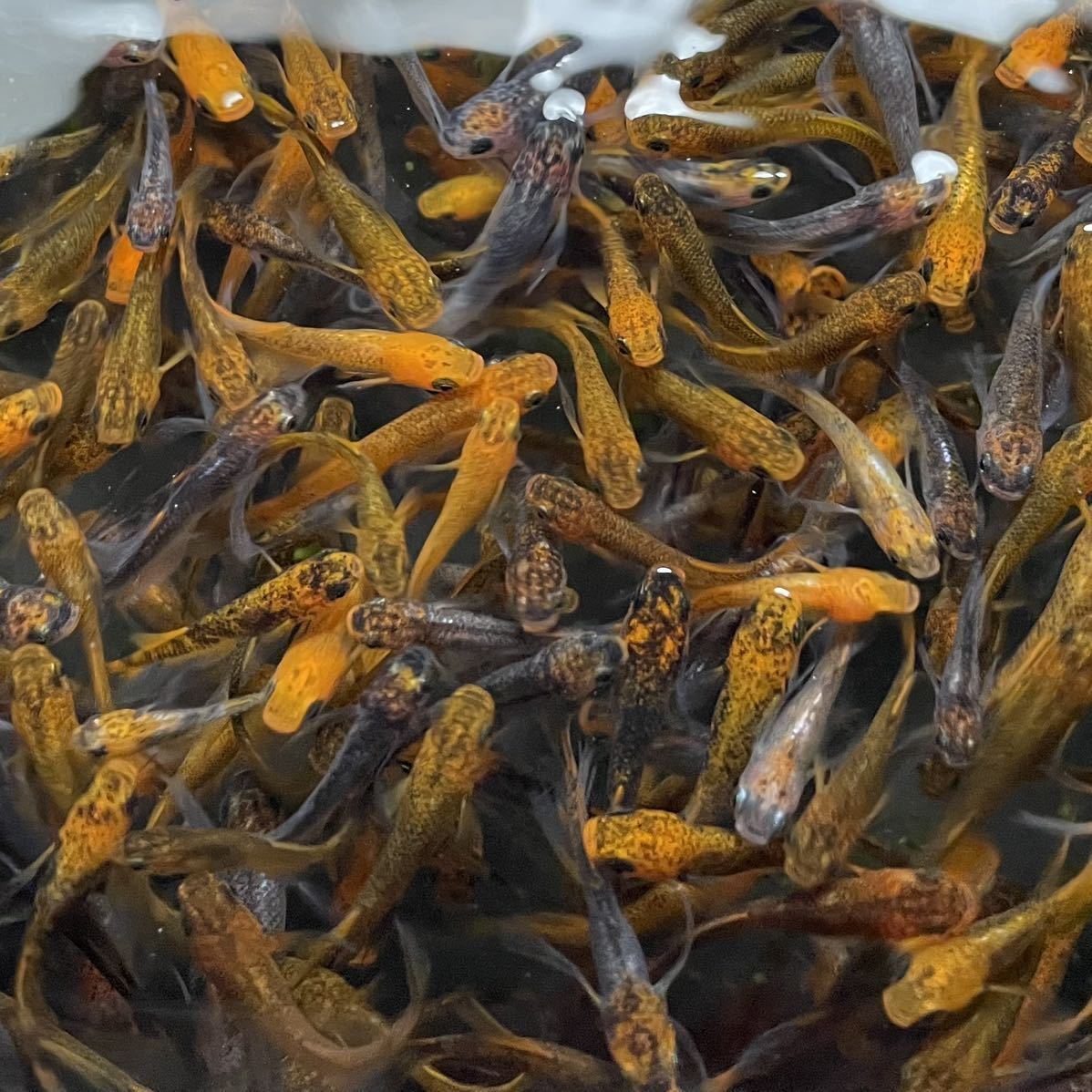 【一部出品】竜章鳳姿【ランダム20匹】無選別★あすてらめだか☆時間指定不可　メダカ　(金)