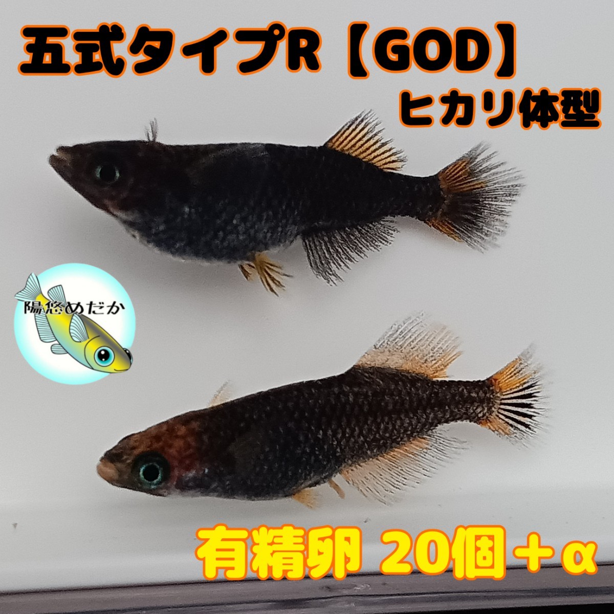 和の国めだか 現物出品 五式タイプR GOD 1ペア 約 2 3