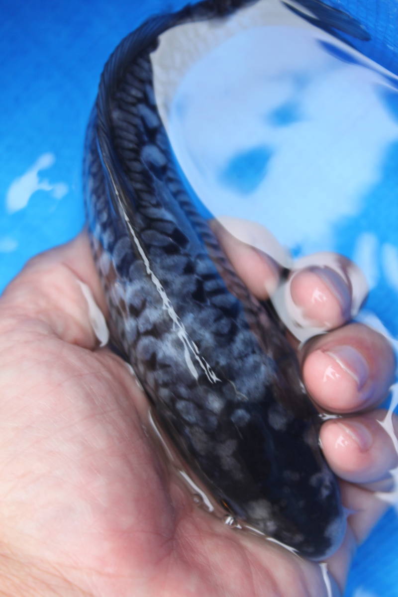 ★特選★令和４年産 超渋い荒ゴケのドイツ変わり鯉１９ｃｍ程度