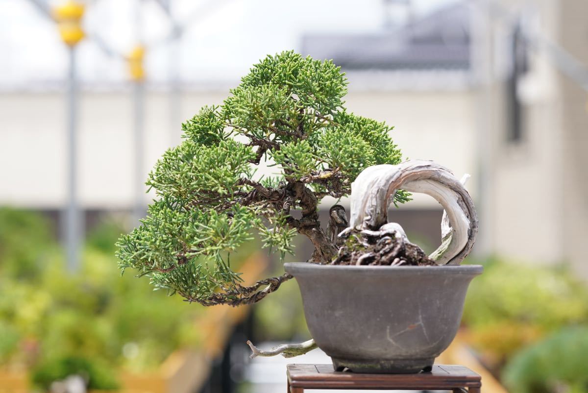 真柏 小品盆栽 取りつかれ