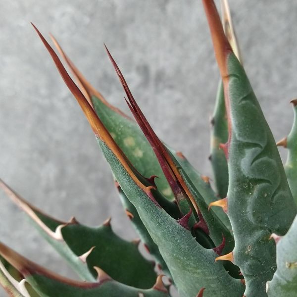 【IR1172】【選抜 イラン産！！】強棘！ アガベ モンタナ Agave Montana IR1737SS級極上強棘株！！選抜 イラン産！！強棘！ アガベ