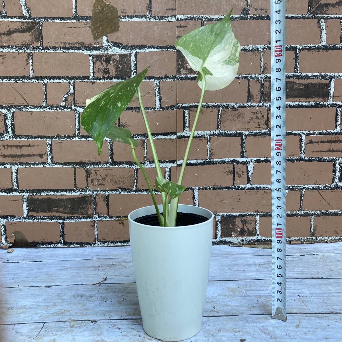 モンステラ | 観葉植物 斑入り タイコンステレーション おしゃれ 4号