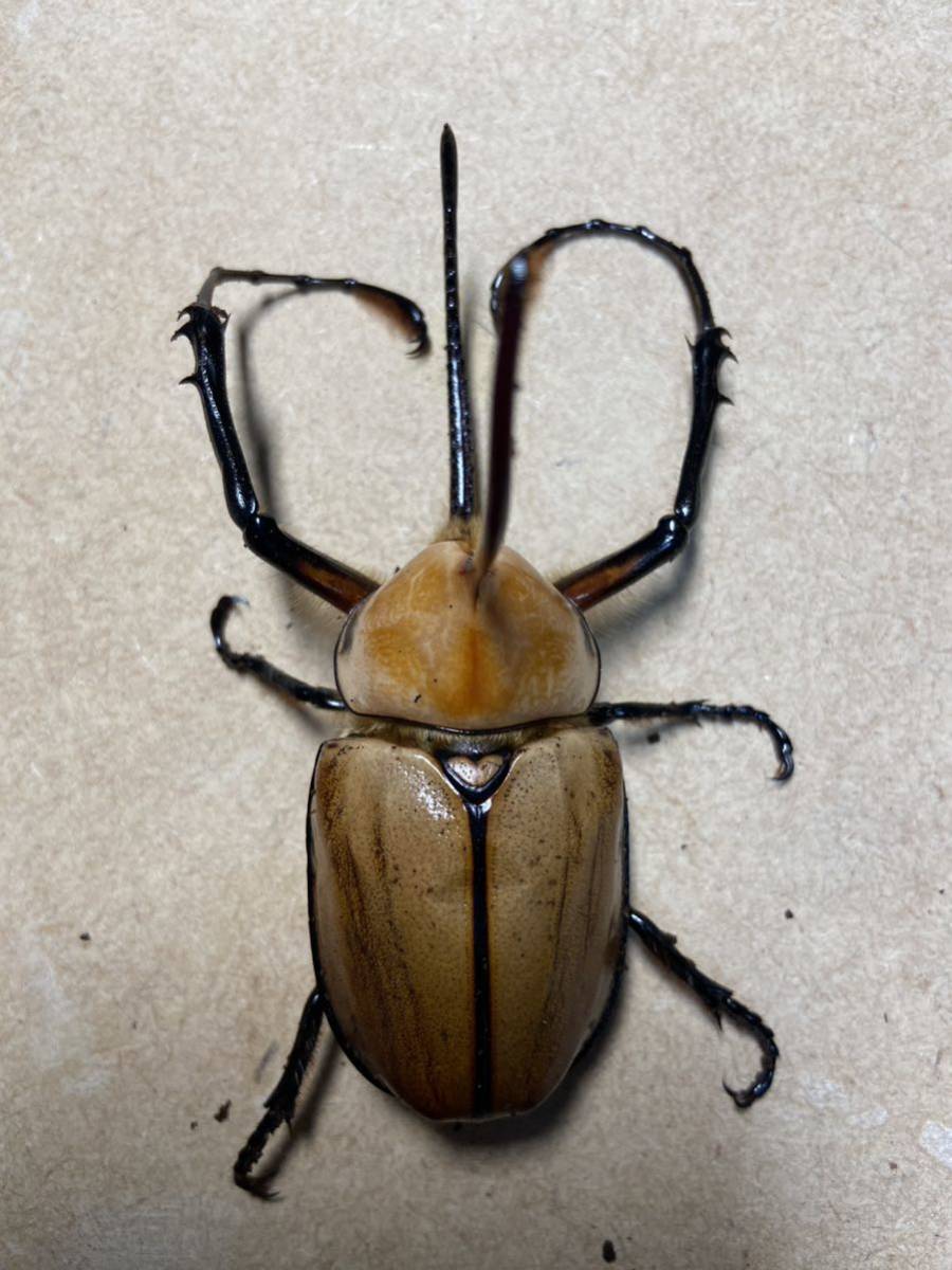 ゴロファ・ポルテリ　♂100up♀56 日曜日午前中発送