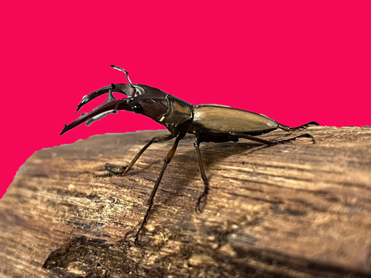 中国人民郵政 J8 第4次5ヵ年計画勝利完成 16種完 1976年 中国切手 未使用