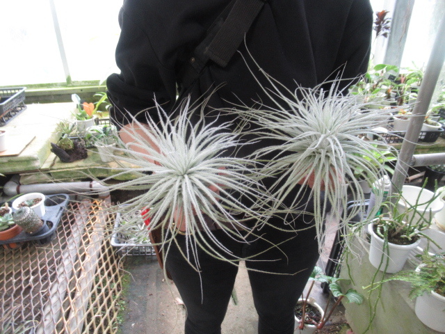 ＫＮ　直径３７センチのティランジ　テクトラム　‘スモール　フォーム‘（TILLANDSIA TECTORUM `SMALL FORM`）　２株出品　　　0.8Ｍ以下
