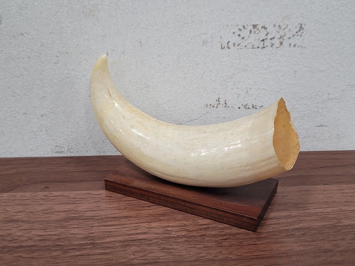 定番人気，人気セール 鯨歯 クジラ 歯 マッコウクジラ 海獣 古牙 台座付き 総重量約160g KS6-141(その他)｜売買されたオークション情報、yahooの商品情報をアーカイブ公開 - オークファン その他