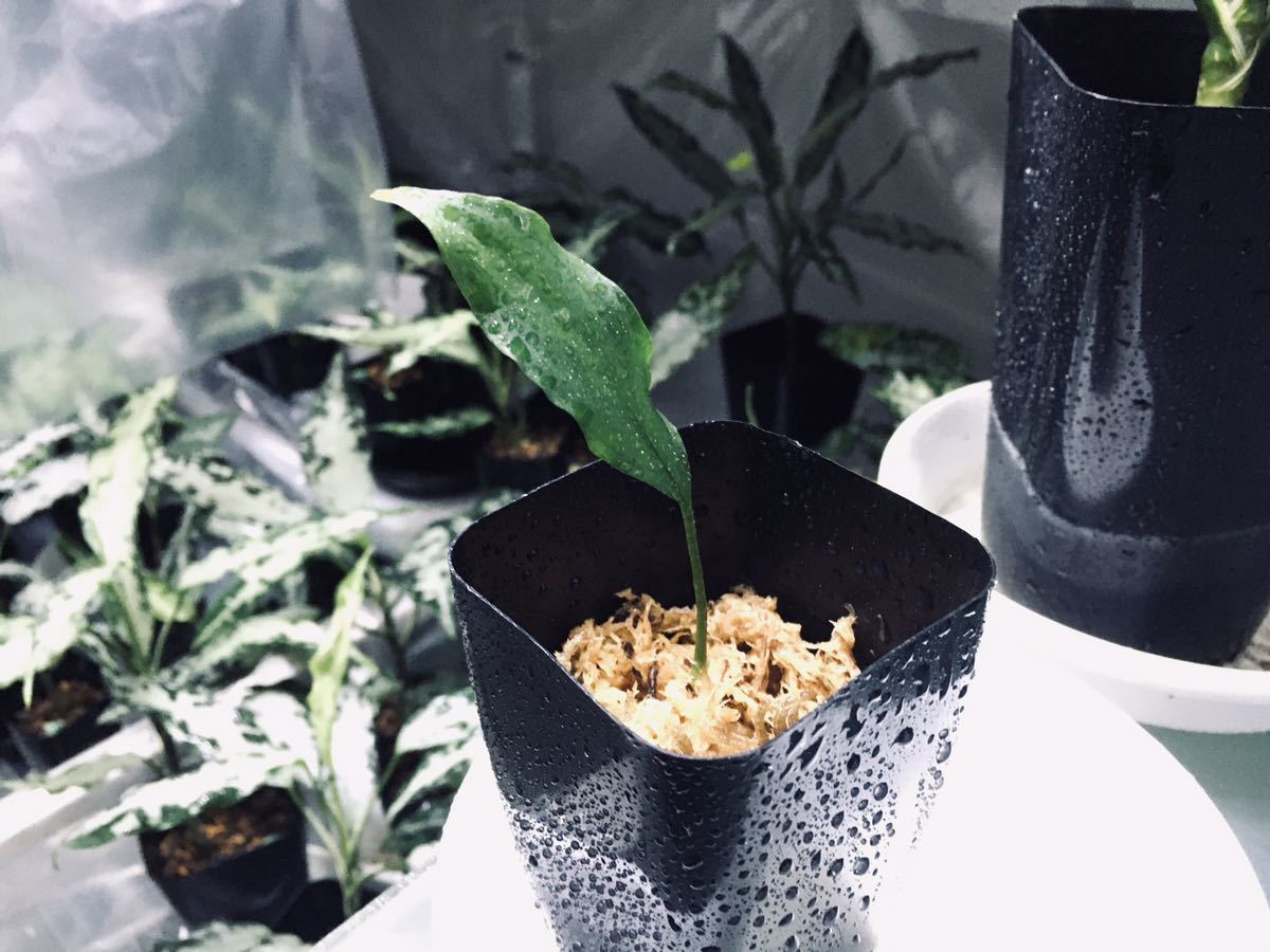 Aglaonema pictum Aceh Sumatra 【 T-260219 S産地 】アグラオネマ 
