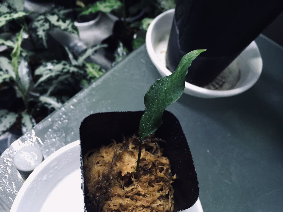 Aglaonema pictum Aceh Sumatra 【 T-260219 S産地 】アグラオネマ 