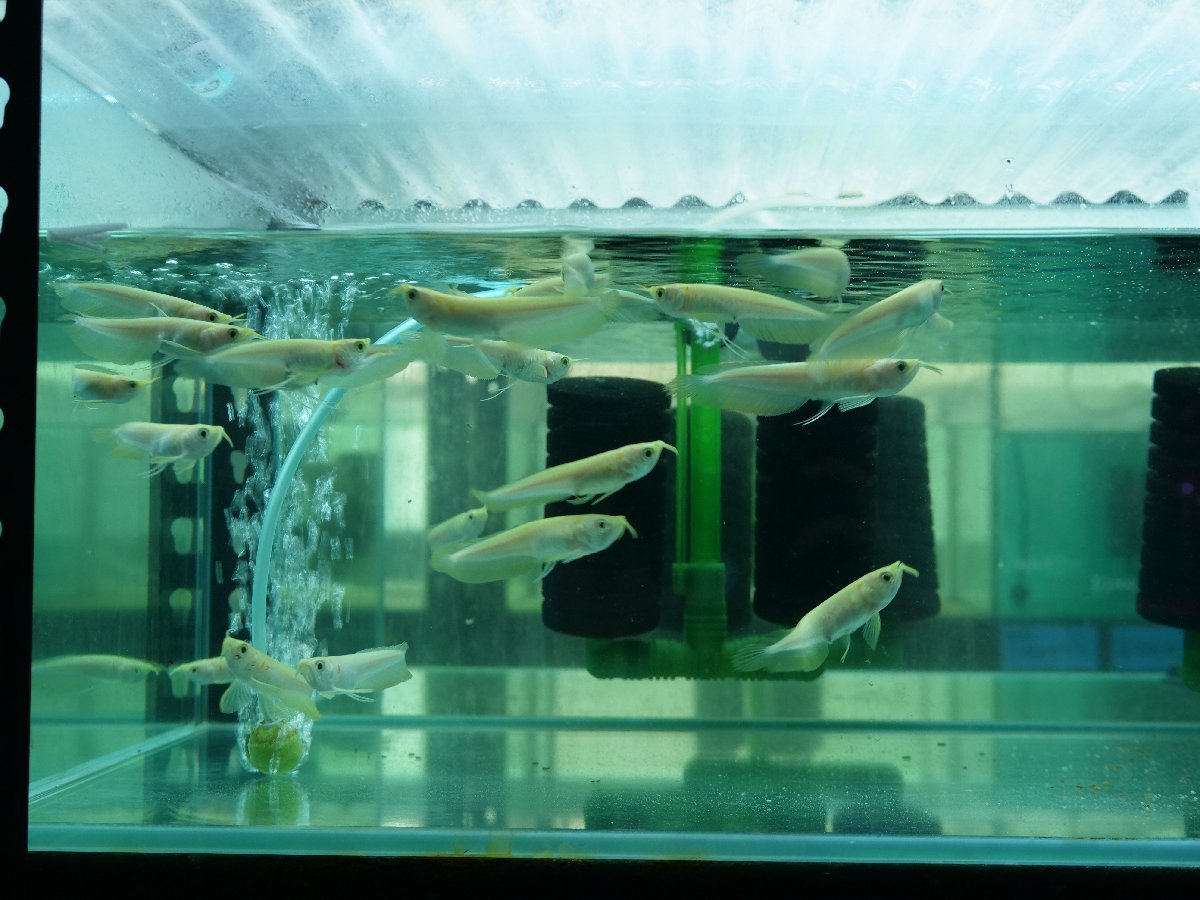 送料無料！！熱帯魚 　アルビノシルバーアロワナ 5匹セット　11～13㎝前後　ランダム（同梱での発送）