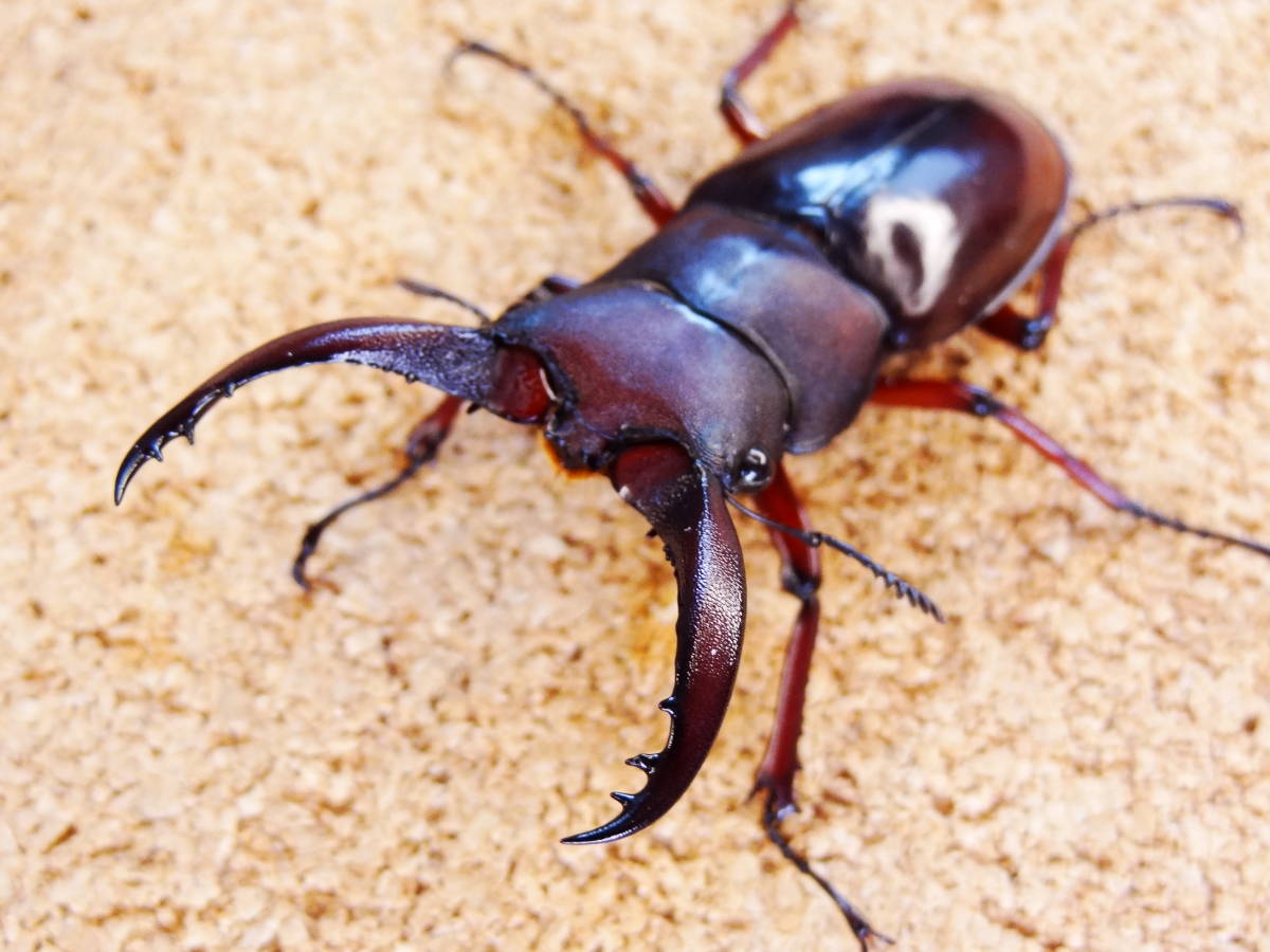 ■《DPS》■フォルスターフタマタ■亜種 ニシ■ブリード時期■紅系累代 ペア■♂紅57.2mm 大型♀紅38.2mm■アルナーチャル.L.S産■