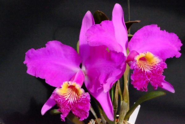 lueddemanniana 'Inferno' C. 原種 洋蘭 洋蘭原種カトレア カトレア