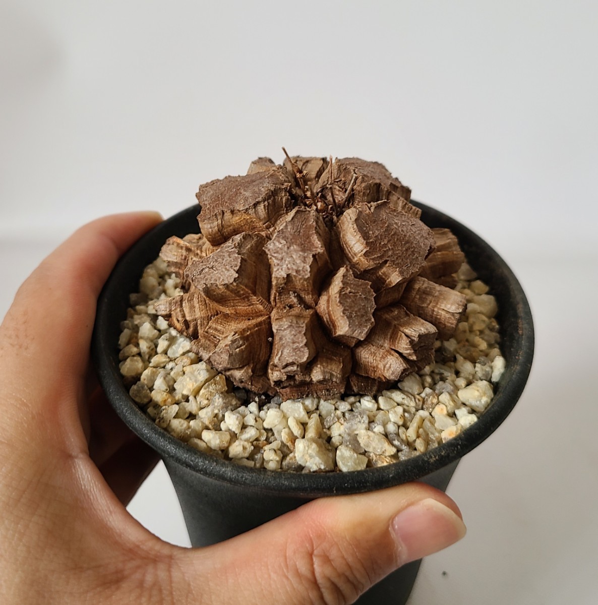 1円スタート】 良株7.0cm 亀甲竜 ディオスコレア・エレファンティペス