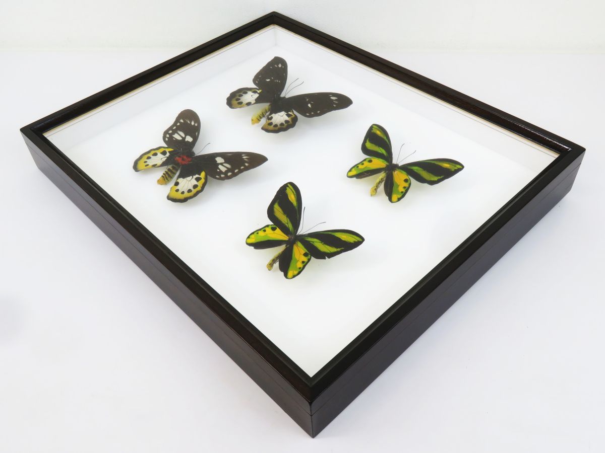 専用出品　蝶の標本 佐四R7185◇蝶 標本(45)『チトヌストリバネアゲハ オス・メス 2セット