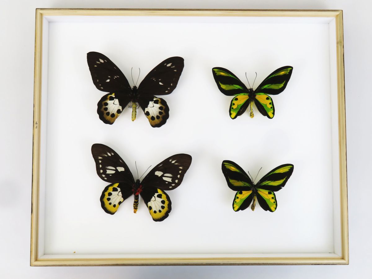 アカ、アオ、ミドリトリバネアゲハ♂ ドイツ標本箱入り 蝶標本 アカ