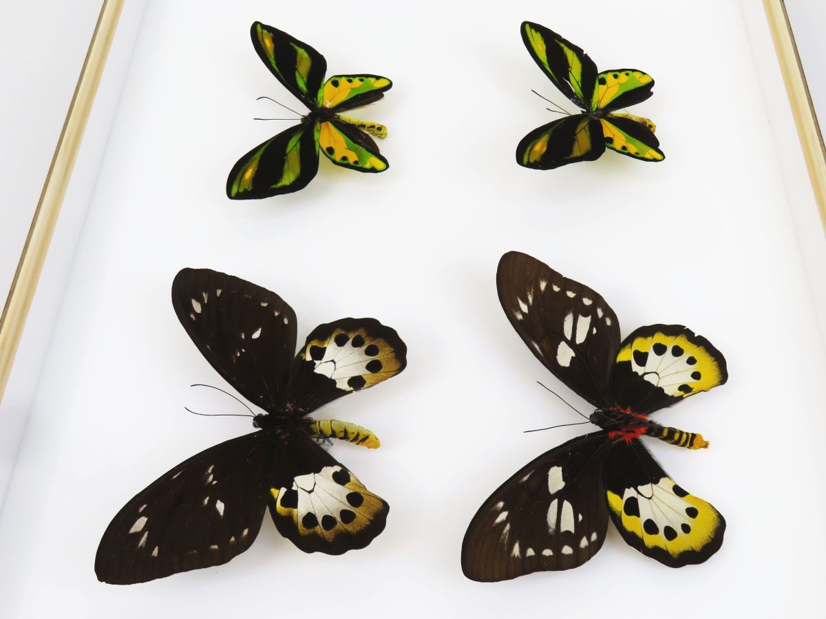 佐四R7185◇蝶 標本(45)『チトヌストリバネアゲハ オス・メス 2セット