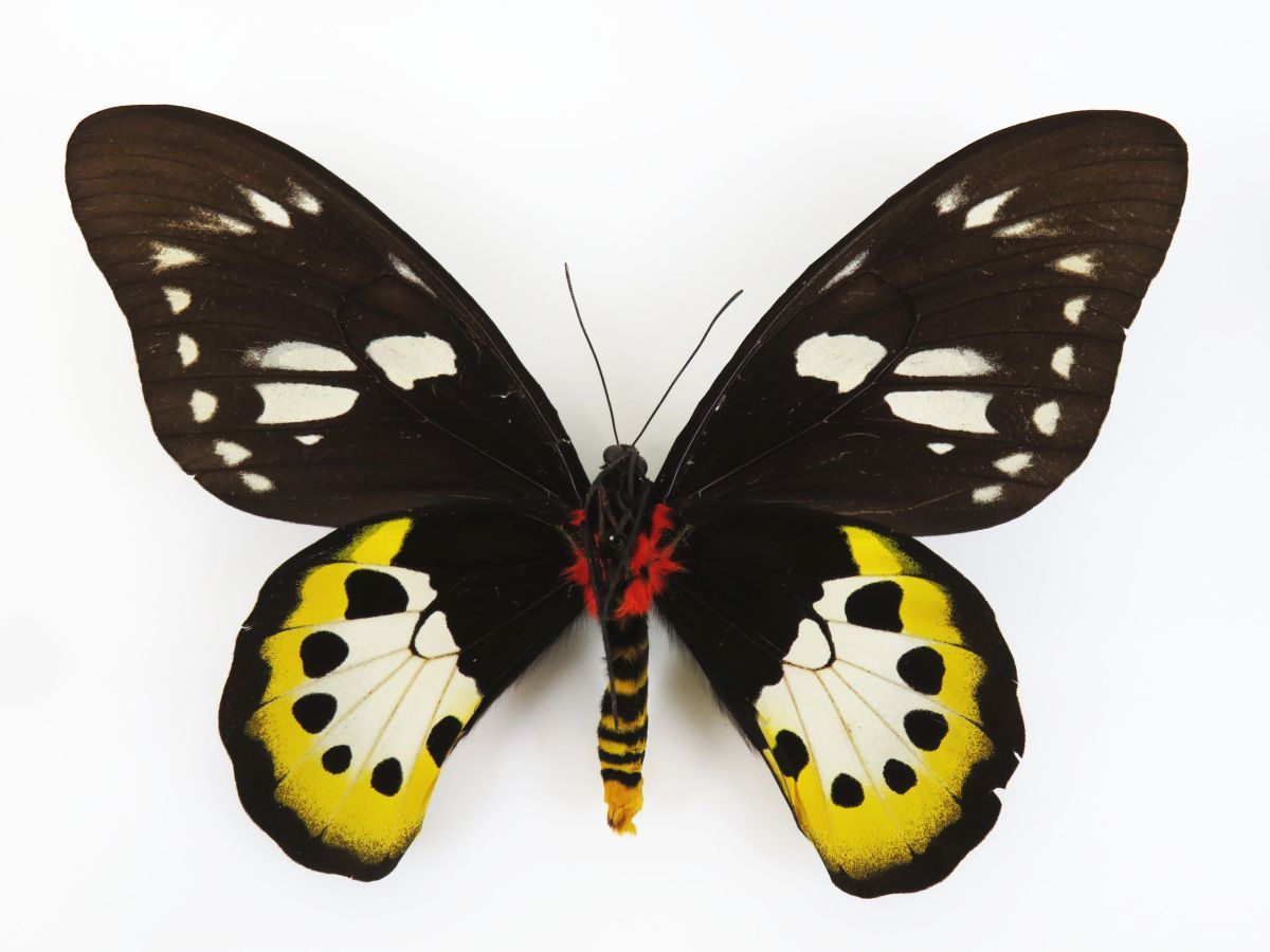 佐四R7185◇蝶 標本(45)『チトヌストリバネアゲハ オス・メス 2セット