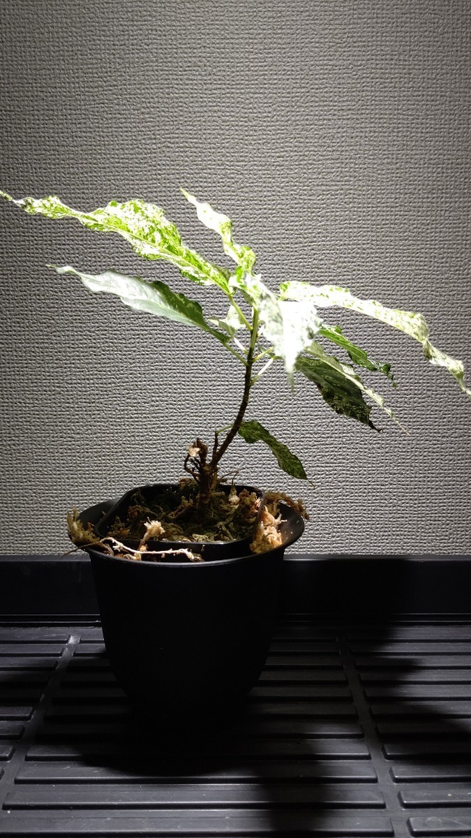 Ficus aspera 'Parcellii' フィカス アスペラ パーセリー 斑入り