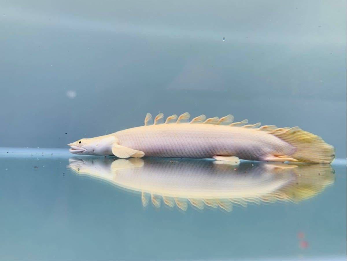 引き取り希望 30センチ 安心サイズ 扁平顔 プラチナエンドリ エンドリケリー ポリプテルス ポリプ エンドリ プラチナ ワイルド Wild