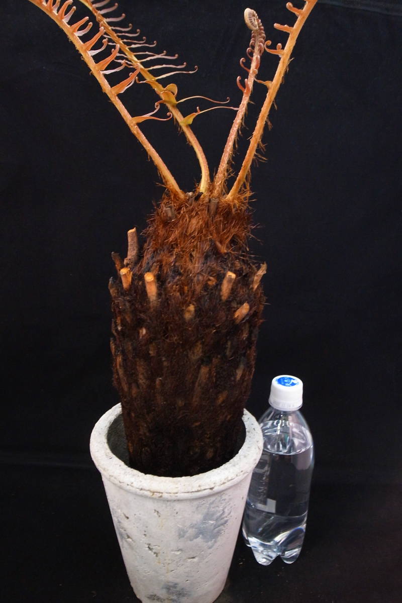 Bainea insignis（ブライネアインシグニス（Brainea insignis 木生シダ 