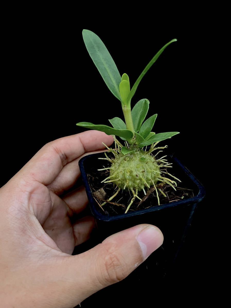 アリ植物 本物の Myrmephytum selebicum Malaybalay,Bukidnon (YFK2
