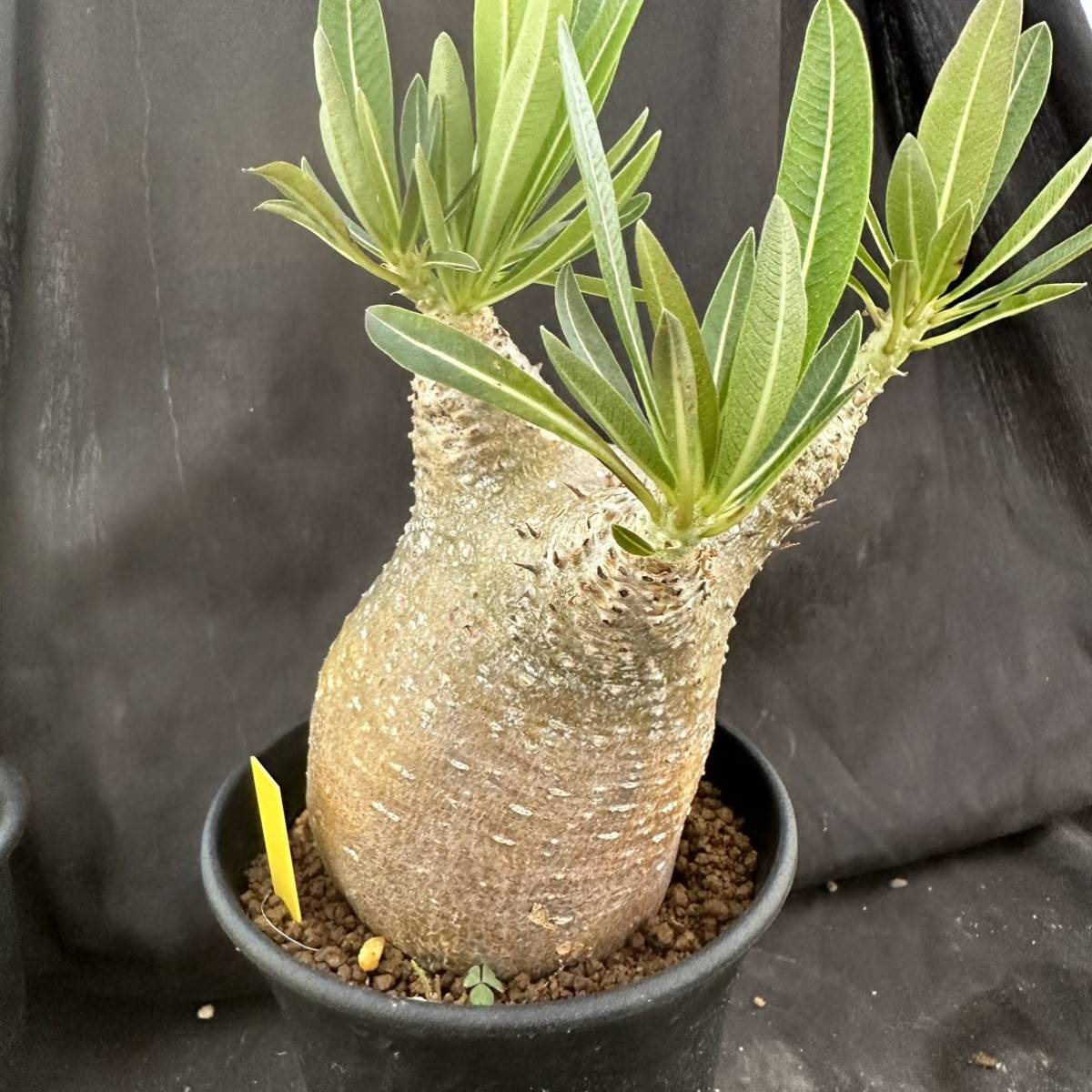 ☆サボテン・多肉植物☆831☆ パキポディウム エブレネウム