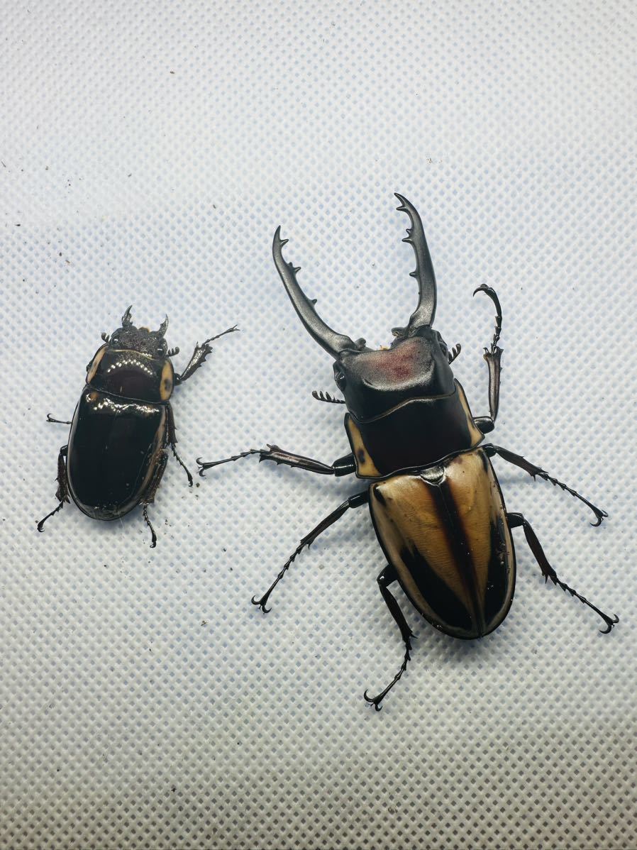 ファブリースノコギリクワガタ　ペレン　成虫ペア