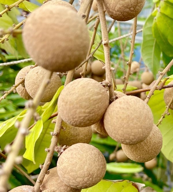 ③ 龍眼 今季の開花確認済 タイウエン【特選 取木苗】リュウガン大鵜円