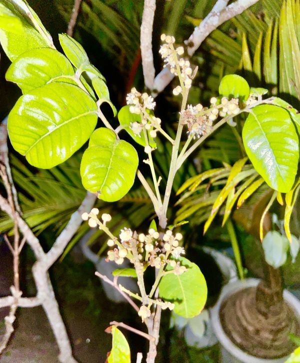 ③ 龍眼 今季の開花確認済 タイウエン【特選 取木苗】リュウガン大鵜円