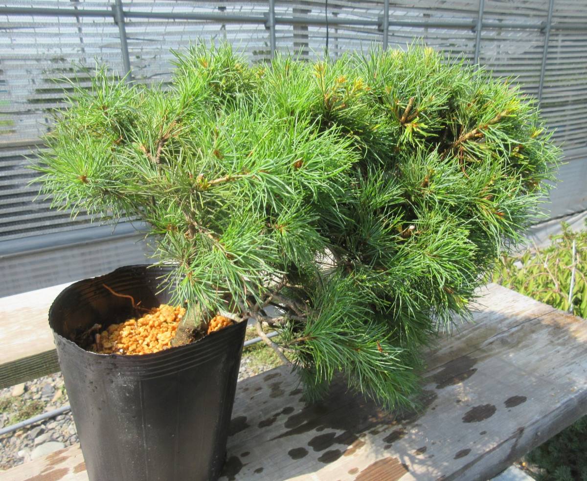 現品　那須ゴヨウマツ，樹丈約25㎝、樹幅約35㎝、幹直径約3㎝、21㎝鉢植え込み　7-10③